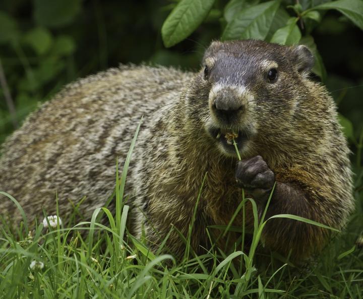 How to Get Rid of Groundhogs (a.k.a. Woodchucks)