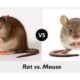 rat vs mice thumbnail