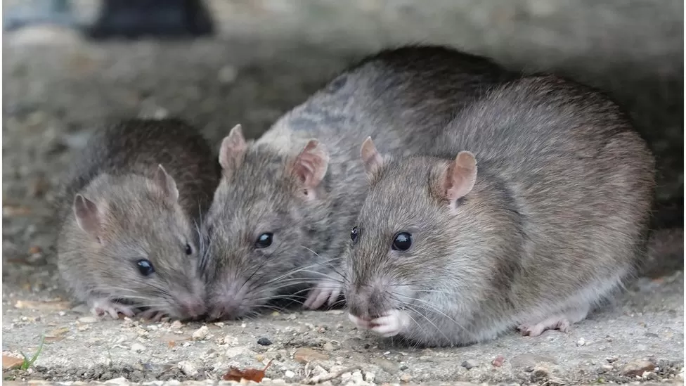 Welsh rat trap ban catastrophic, says pest controller
